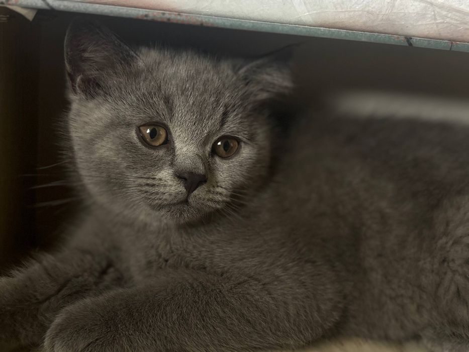 Милые, сладкие котята.