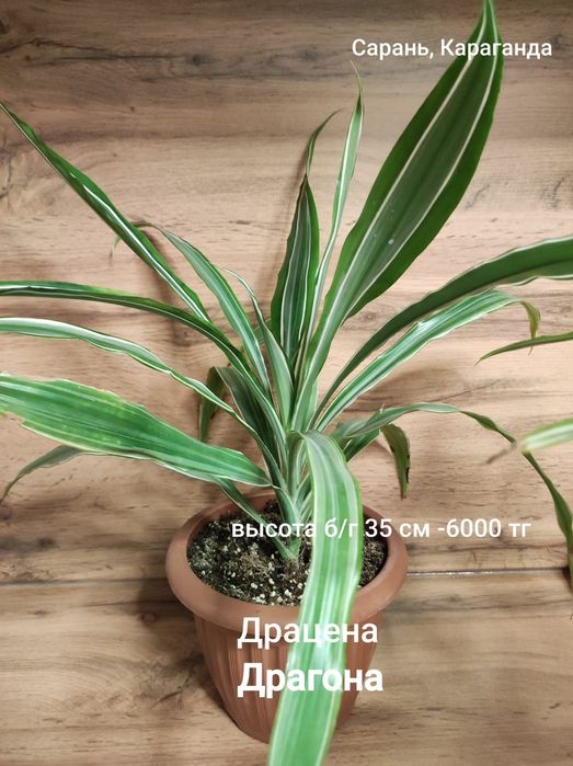 Драцена, Диффенбахия