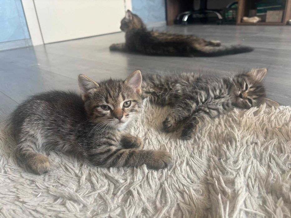 pisoi pentru adoptie