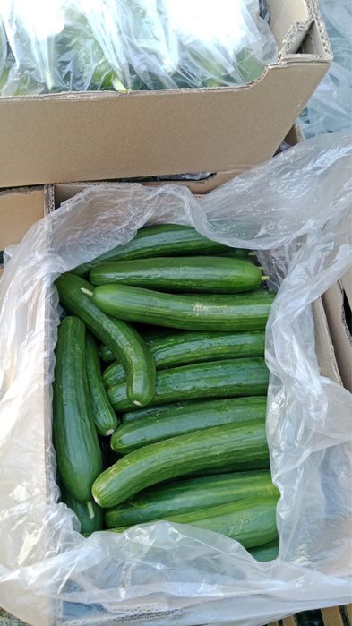 Срочно продам огурцый