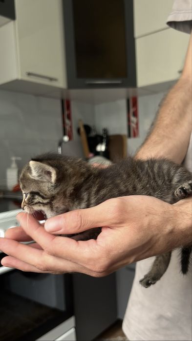 Бесплатно отдаем котят