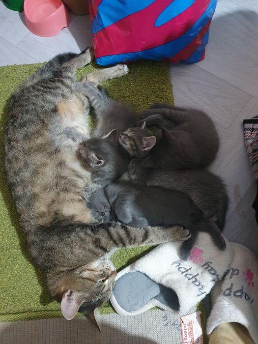 Котята маленькие