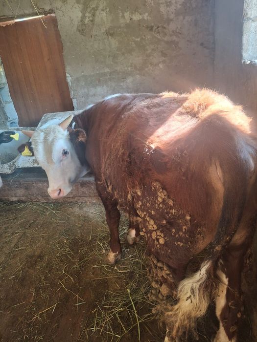 Продается бычки отличные