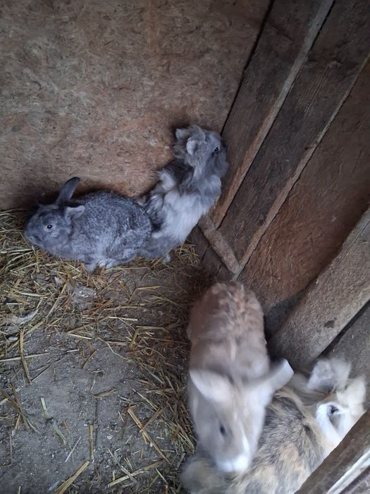 Vând iepuri diferite rase