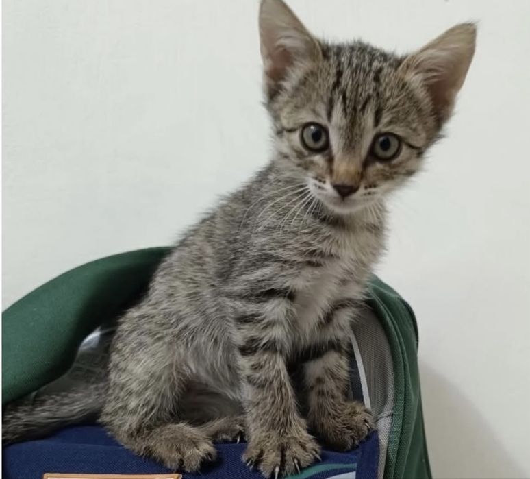 Котенок сладкий