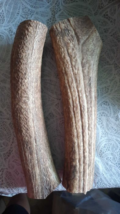 Рога оленя (марала)