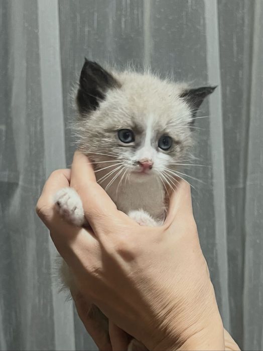 Котята красивые мальчик с голубыми глазами