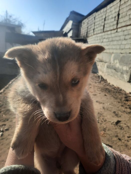 Zotdor xaski it bolalari sotiladi