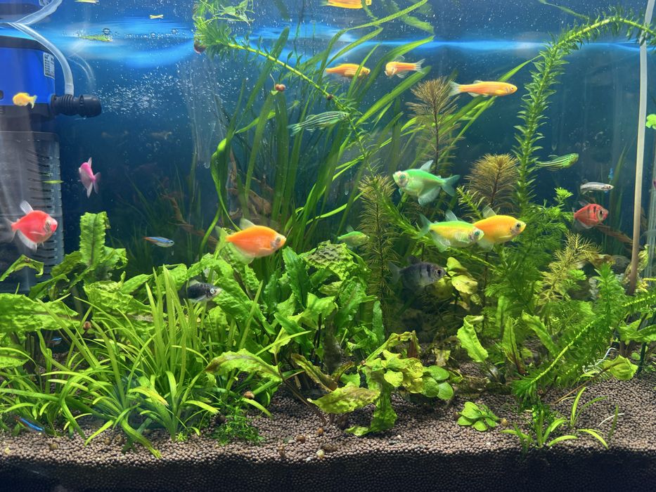 Аквариум 60-50 литров ………………..