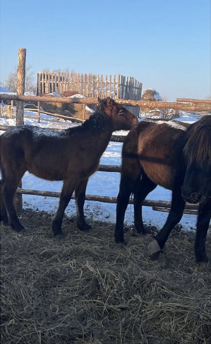 Продам жабагы еркек !