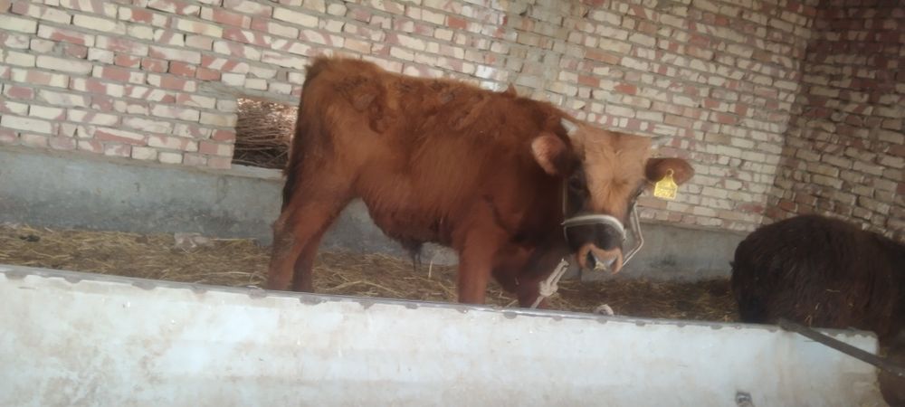 Sifatli yosh Buqqala sotiladi narxi har xil 14500 dan 17500 Milyongach