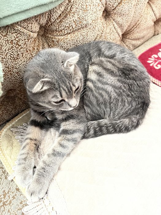 Отдам кошку в добрые руки