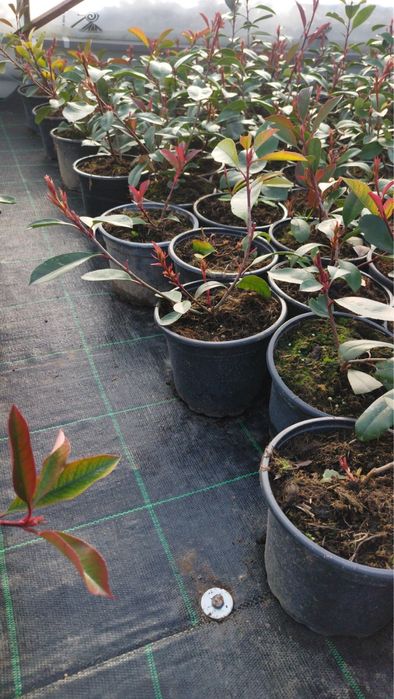 Фотиния-(Photinia Red Robin)