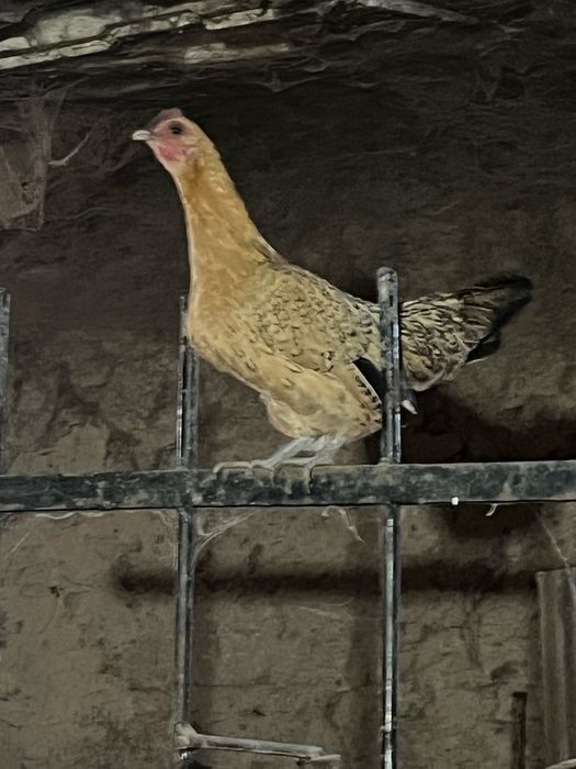 карлковый петух и курица