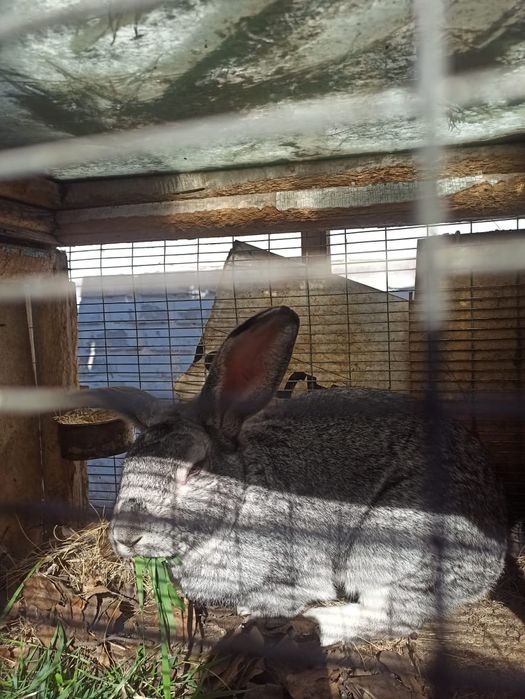 Продам кроликов разной породы.