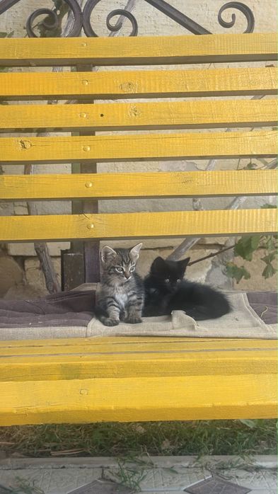 Отдам даром котят