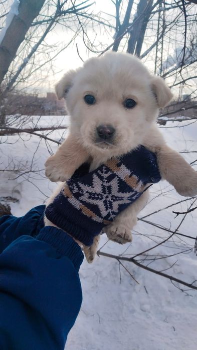 Пристраиваются малыш