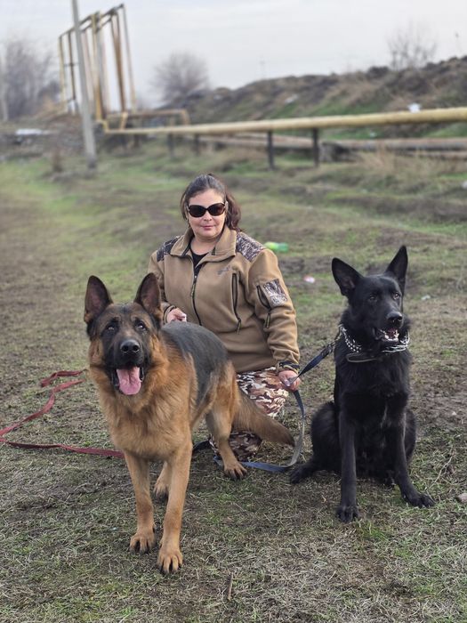 Щенки немецкой овчарки