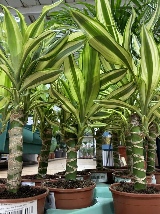 Комнатные растения