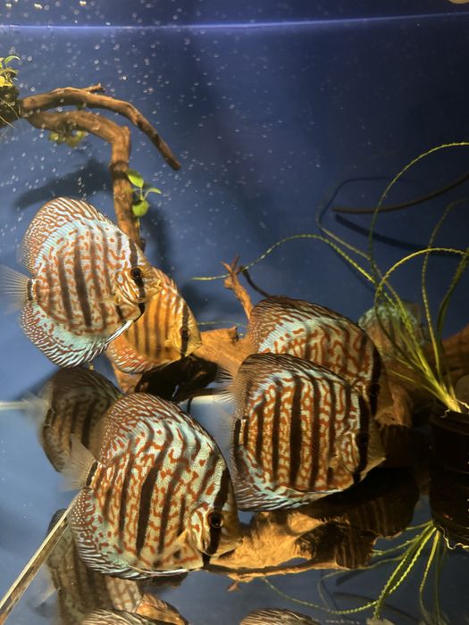 Vând acvariu complet