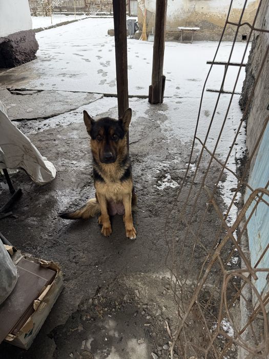 Отдам щенят мама немка