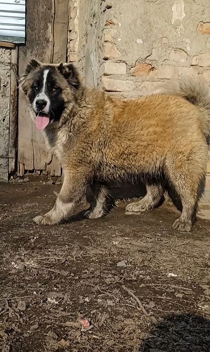 Среднеазиатская овчарка