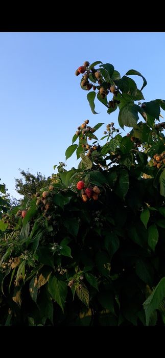 Drajoni de zmeură Delniwa Cayuga Polka Glen ample