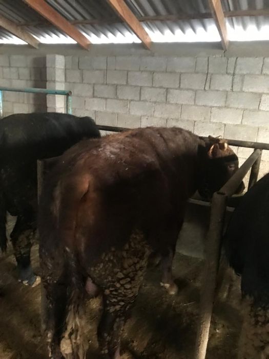 6 бас Бұқа сатылады