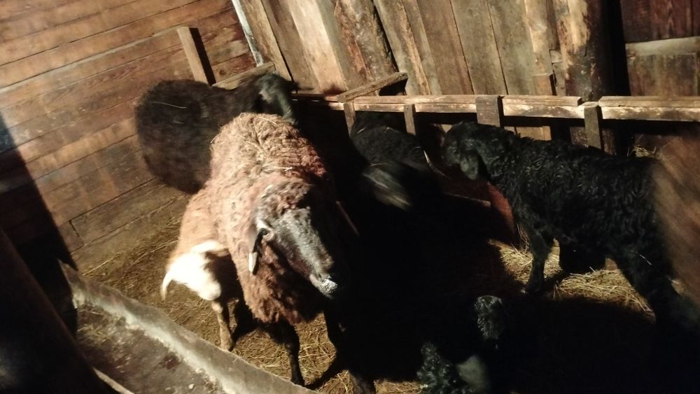 Продам баран с ягнятами