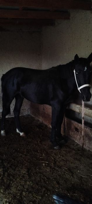 Палтарашкы таи сатылад