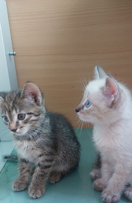 Котенок ищет дом,мальчик!