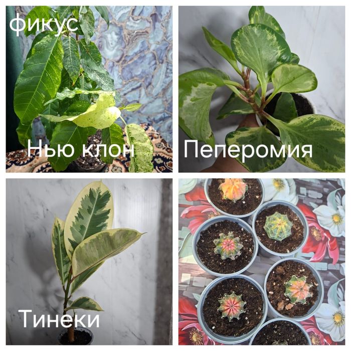 Продам цветы комнатные.