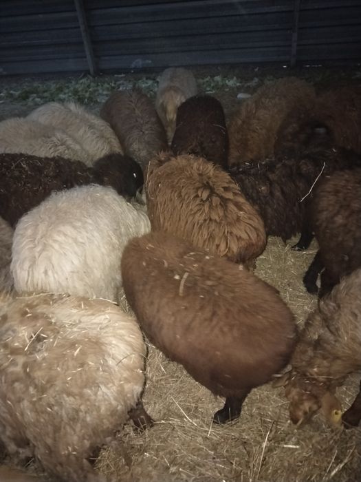 Қой сек Тохты сатылады