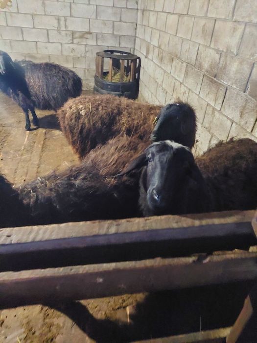 Продам баранов (овцематки) крупные