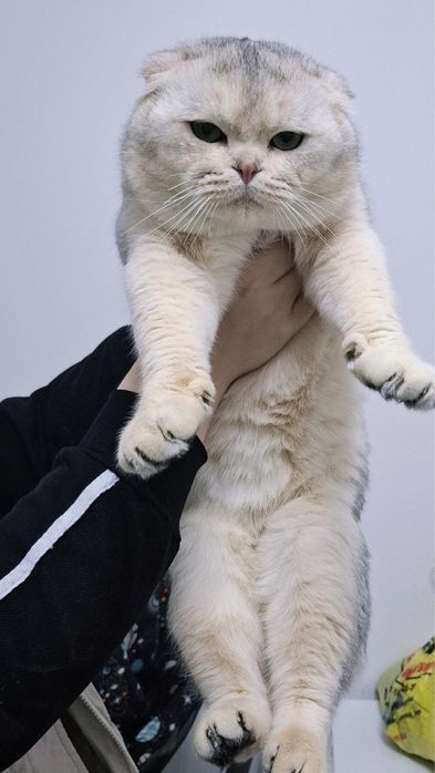 Котята шиншилы продаются