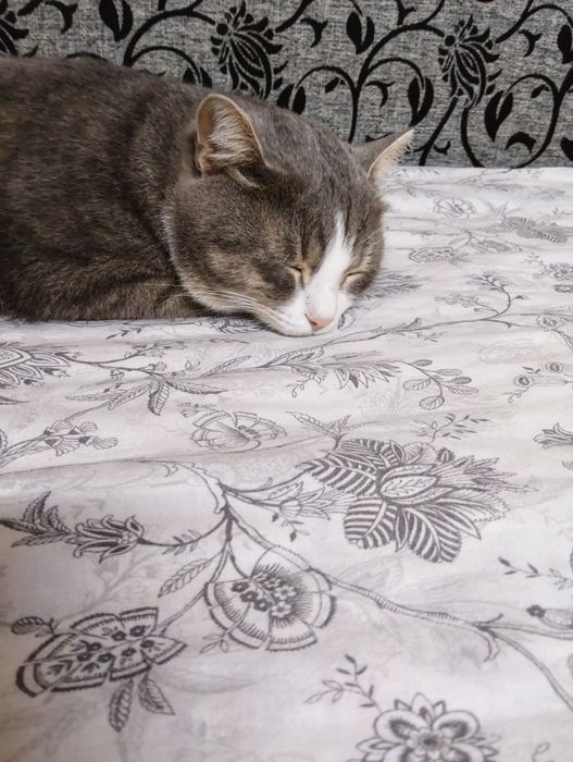 Отдам кота в хорошие руки.