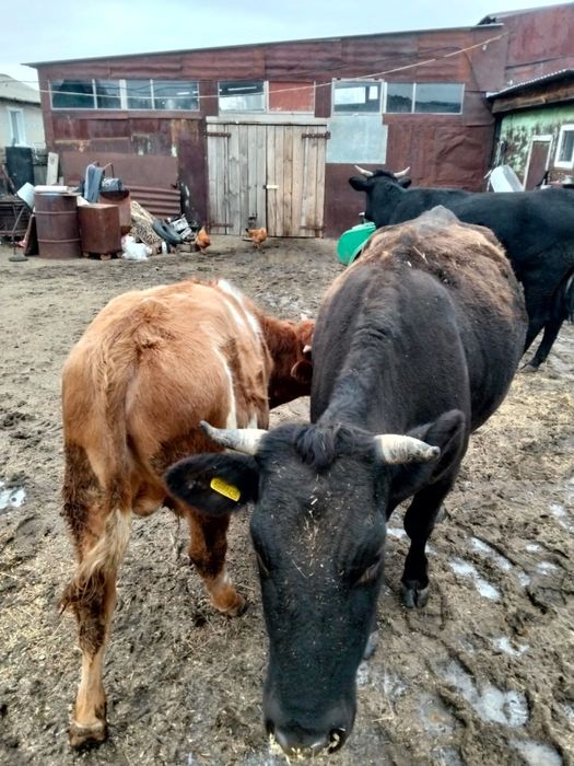 Продам коров и бычка