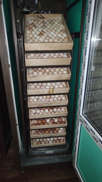 Цыплята  несушки суточные