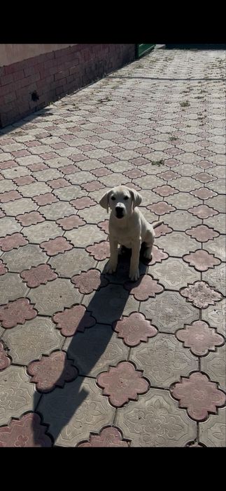 Лабрадор 11 месяцев