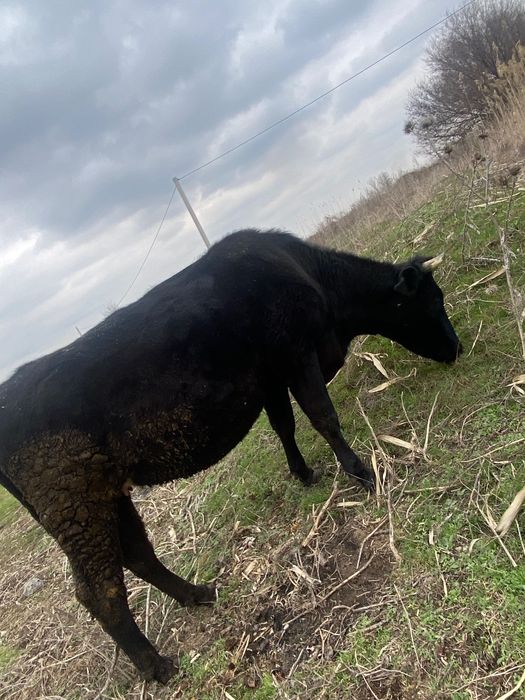 Продам телку стельную 7 месяцев порода алатауская с немецкой