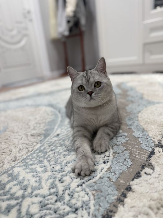 отдам кота добрые руки
