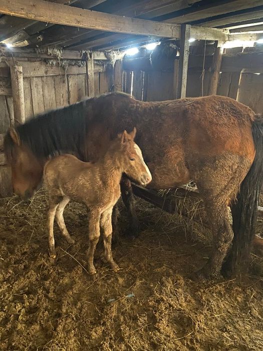 Продам лошадей...