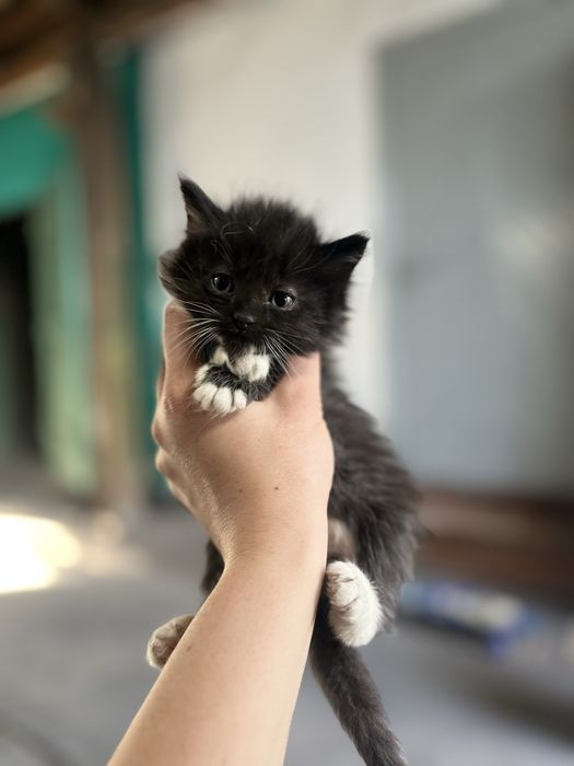 Отдам красивых котят