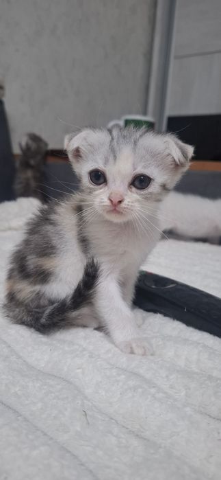 Продаются котята скотишь фолд.