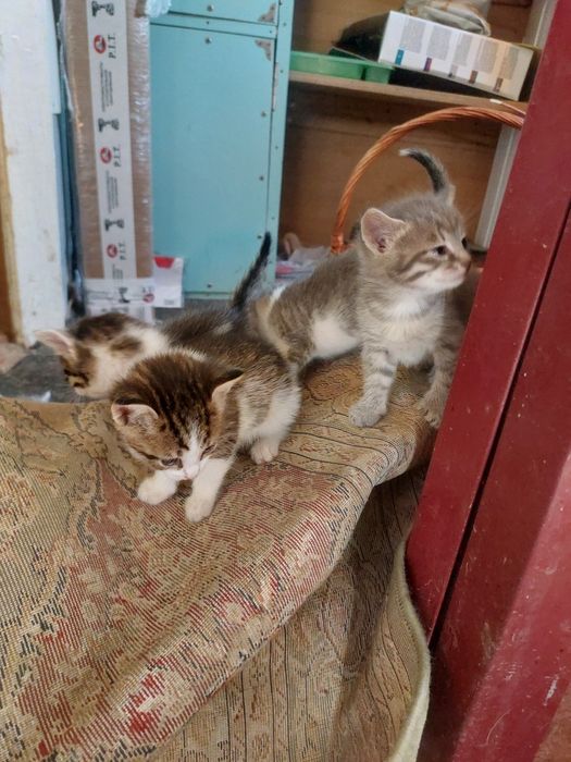 Отдам котят в добрые руки