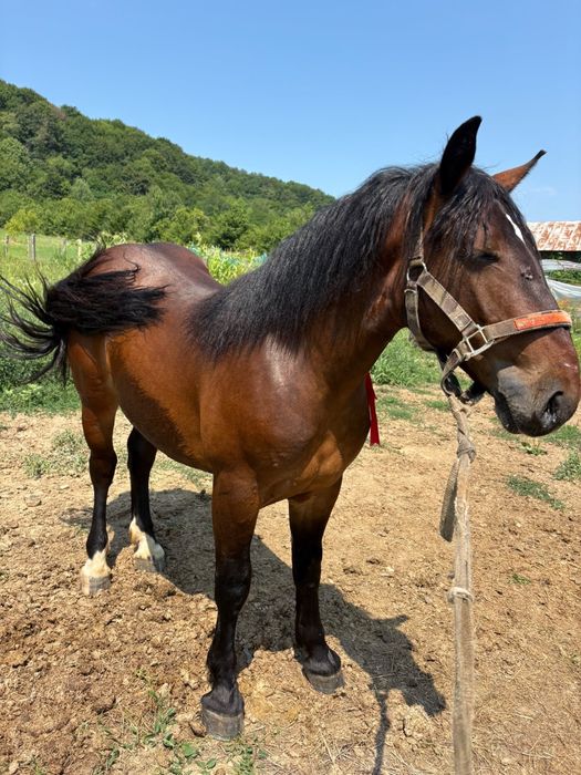 Vand manaz de armasar de un an si doua luni din cai greu