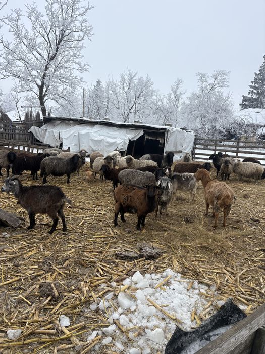 Oi foarte bune de lapte