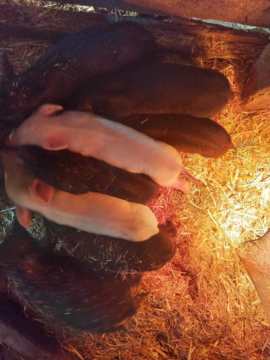 Продавам виетнамски прасета