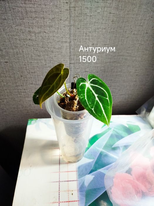 Комнатные  цветы