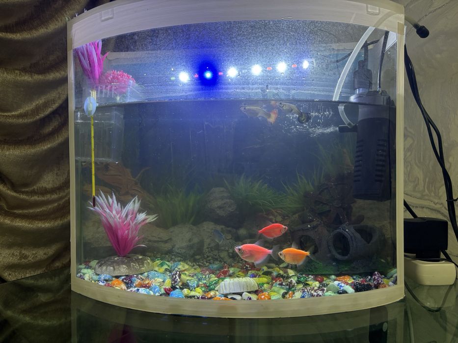 Akvarium sotiladi